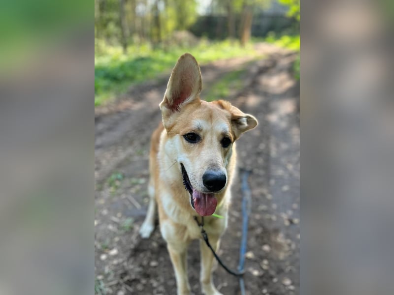 Aktiver und menschenbezogener Rüde Dukat ❤️ sucht Zuhause