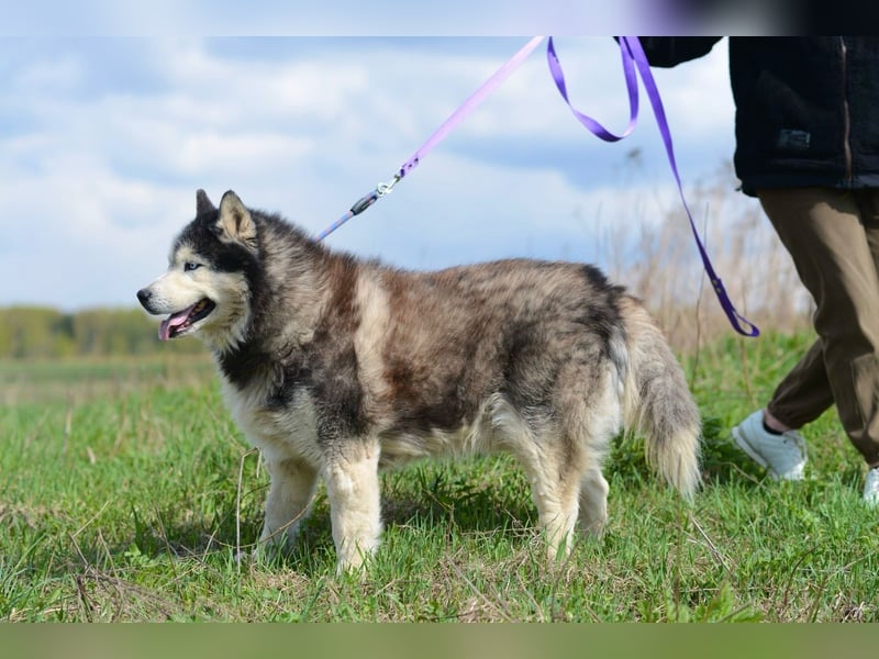 Nord ❤️ ein liebevoller Senior auf der Suche nach seinem Glück
