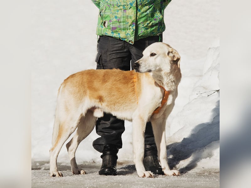 Großer Hund mit großem Herz sucht seine Chance