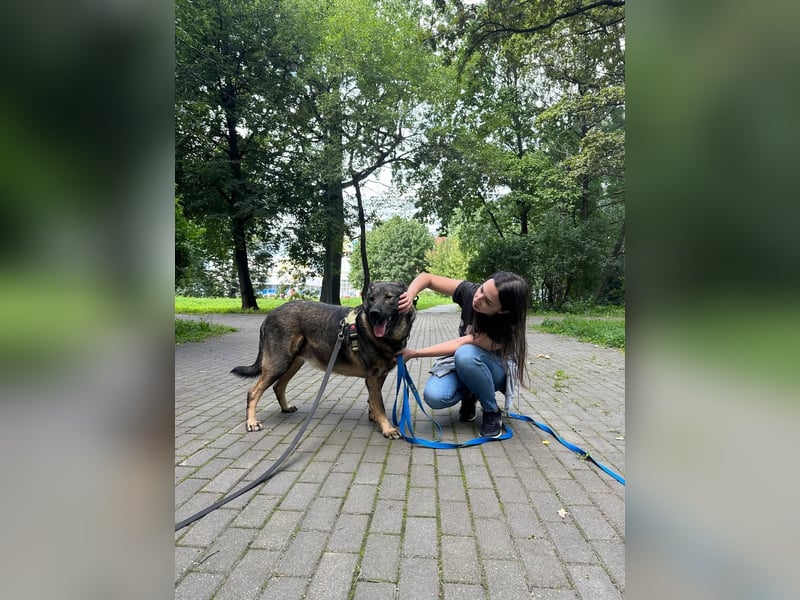 Pupsik ❤️ Sanfter Riese sucht sein Für-immer-Zuhause