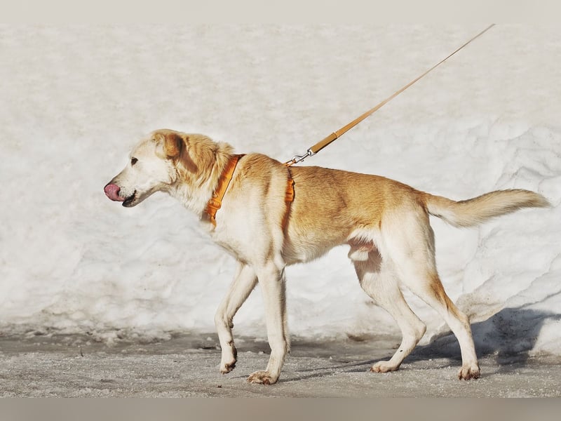 Großer Hund mit großem Herz sucht seine Chance