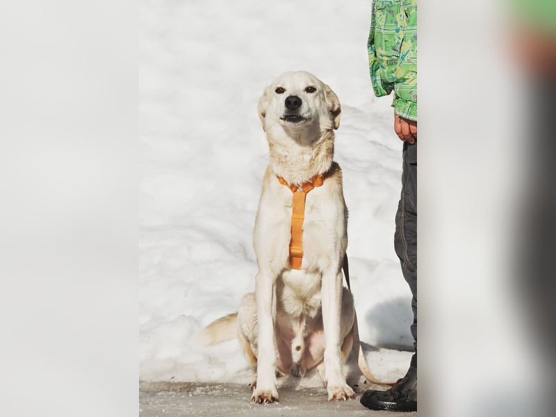 Großer Hund mit großem Herz sucht seine Chance