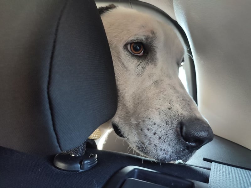 Liebenswerter Pluto ❤️ sucht sein Zuhause