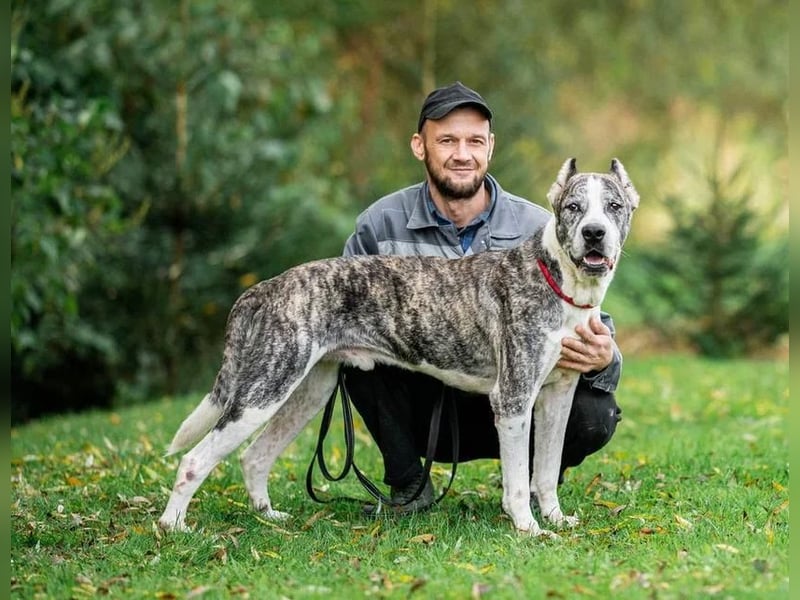 Großer Tierschutzrüde Morris ❤️ (in Aitrang) sucht freundliches Zuhause