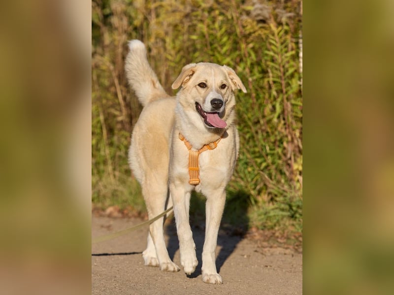 Intelligente und menschenbezogene Kaia ❤️ sucht ein eigenes Zuhause