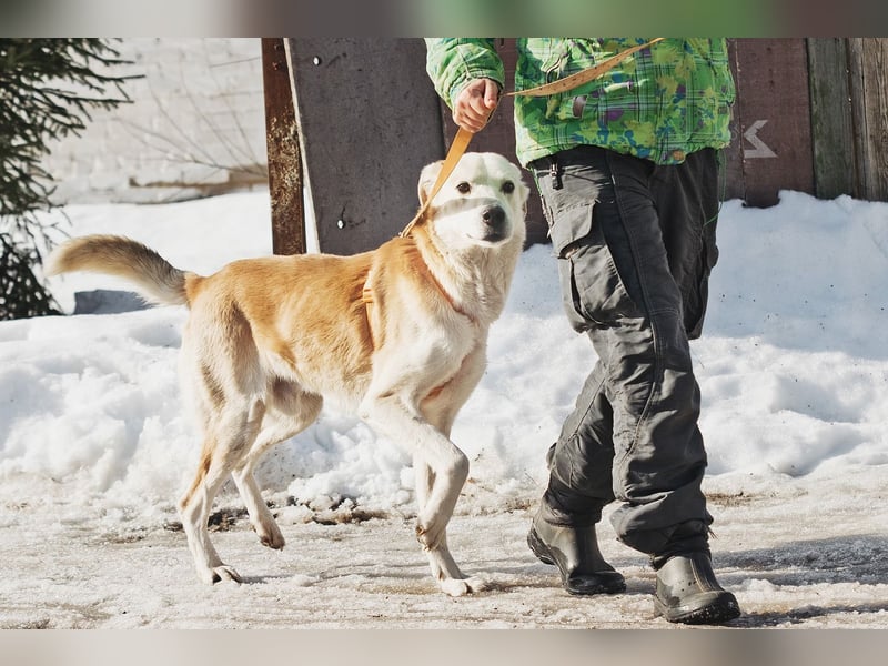 Großer Hund mit großem Herz sucht seine Chance
