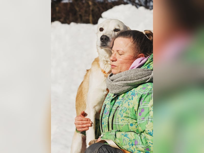 Großer Hund mit großem Herz sucht seine Chance