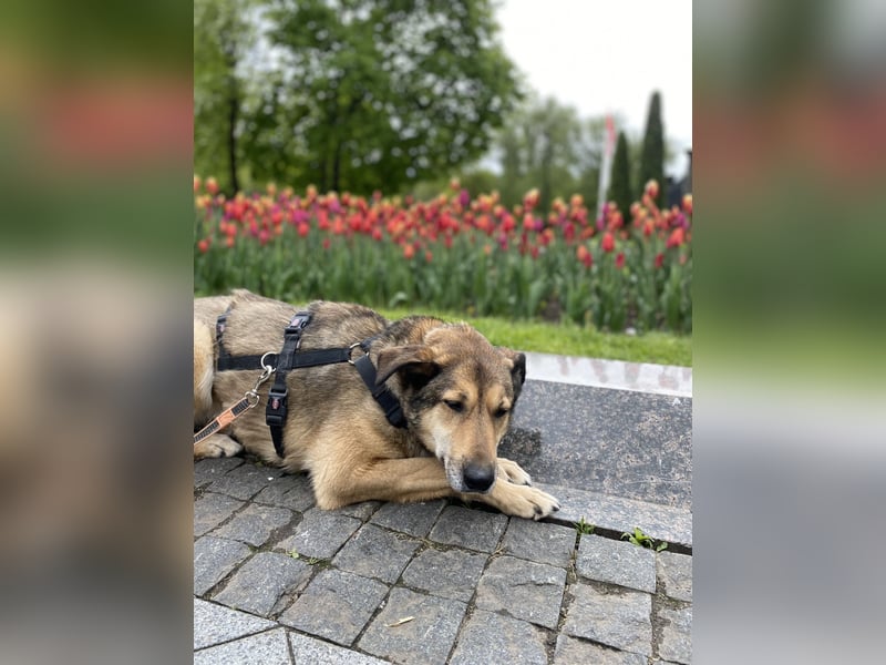 Ruhige Pavelica ❤️ sucht liebevolles Zuhause