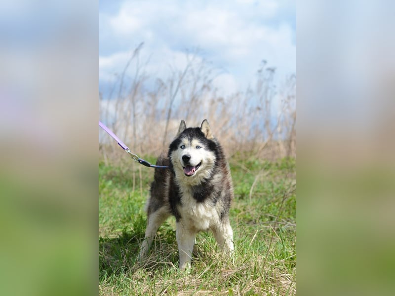 Nord ❤️ ein liebevoller Senior auf der Suche nach seinem Glück