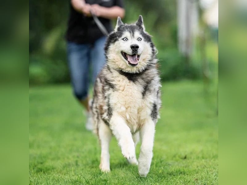 Nord ❤️ ein liebevoller Senior auf der Suche nach seinem Glück