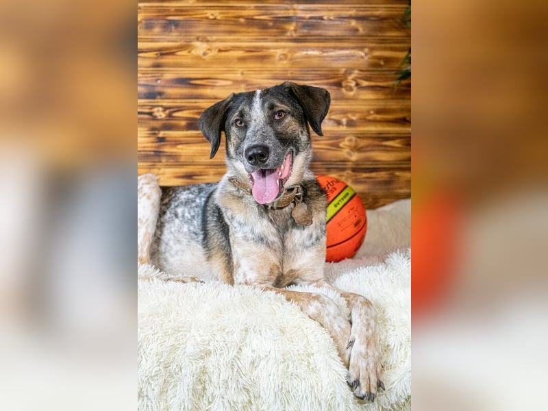 Großer gut gelaunter Fedya ❤️ sucht seine Menschen
