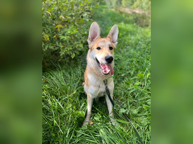 Junger lebensfroher Dukat ❤️ sucht sein Für-immer-Zuhause