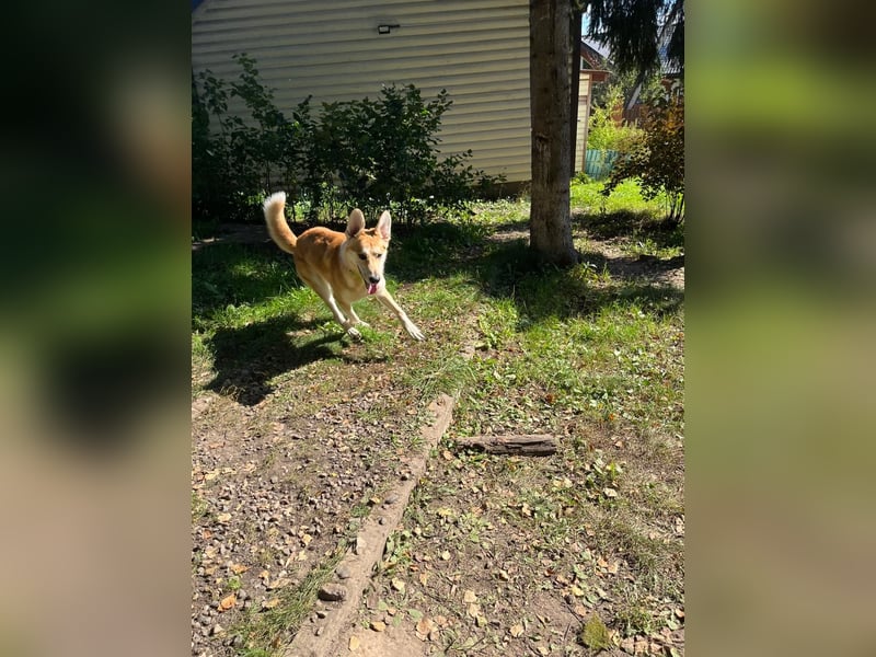 Aktiver und menschenbezogener Rüde Dukat ❤️ sucht Zuhause