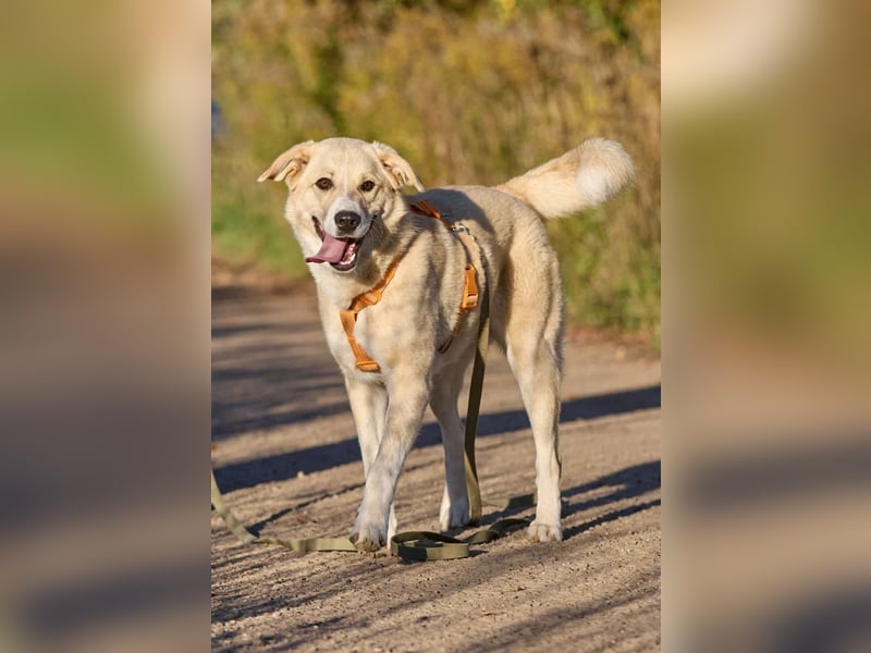 Intelligente und menschenbezogene Kaia ❤️ sucht ein eigenes Zuhause
