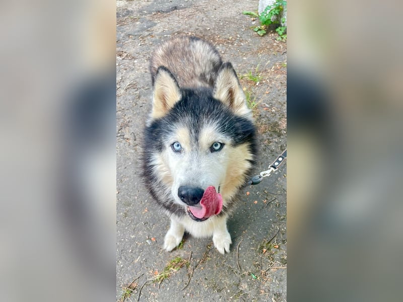 Nord ❤️ ein liebevoller Senior auf der Suche nach seinem Glück