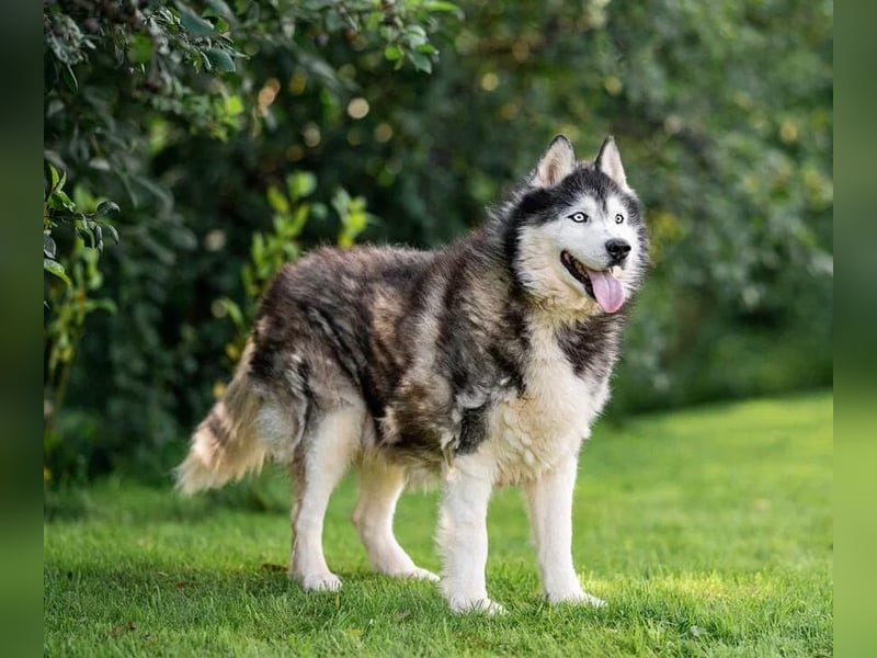 Nord ❤️ ein liebevoller Senior auf der Suche nach seinem Glück