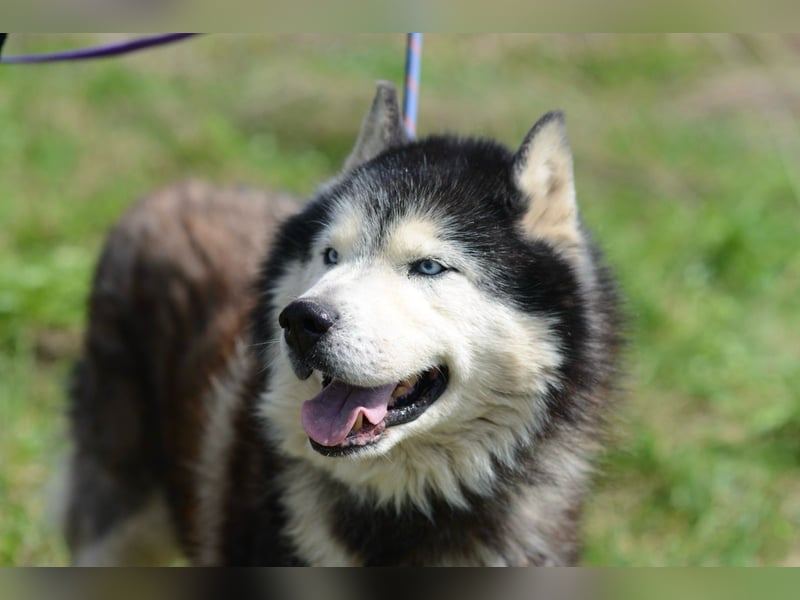 Nord ❤️ ein liebevoller Senior auf der Suche nach seinem Glück