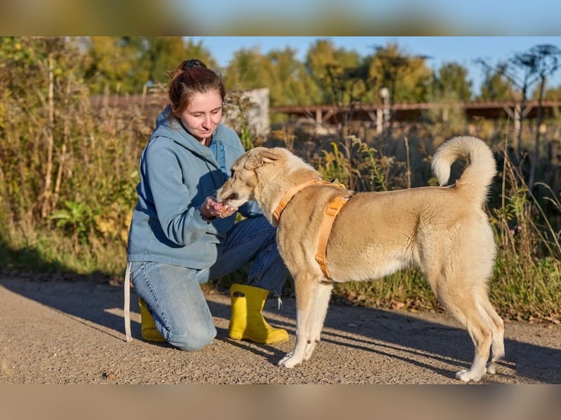 Intelligente und menschenbezogene Kaia ❤️ sucht ein eigenes Zuhause