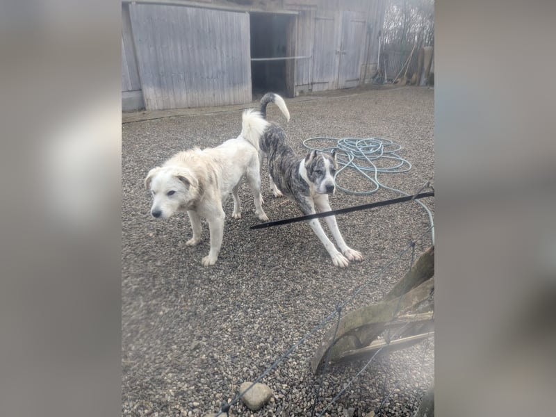 Großer Tierschutzrüde Morris ❤️ (in Aitrang) sucht freundliches Zuhause