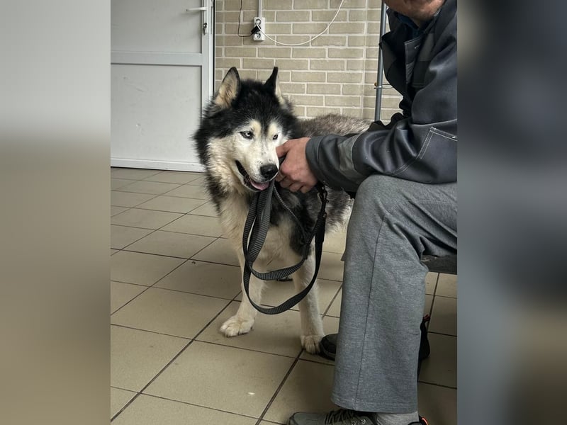 Nord ❤️ ein liebevoller Senior auf der Suche nach seinem Glück