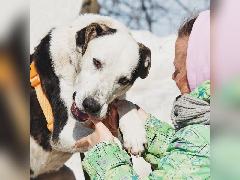 Liebenswerter Pluto ❤️ sucht sein Zuhause
