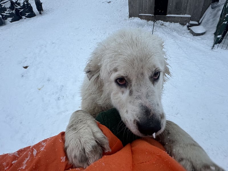 Wunderschöne Hündin Ursa❤️sucht ihre Menschen