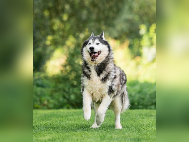 Nord ❤️ ein liebevoller Senior auf der Suche nach seinem Glück