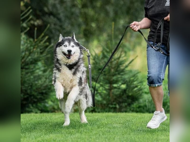 Nord ❤️ ein liebevoller Senior auf der Suche nach seinem Glück