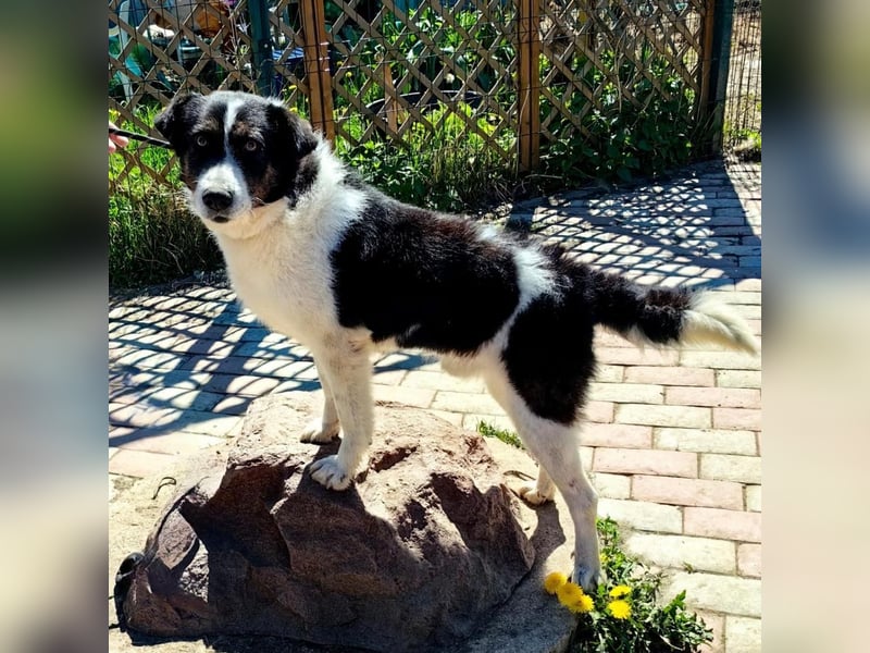 Hier kommt Rich ❤️ ein besonderer Blick der direkt ins Herz geht