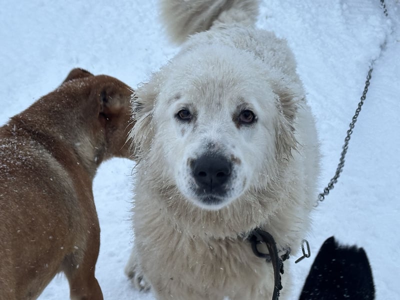 Wunderschöne Hündin Ursa❤️sucht ihre Menschen