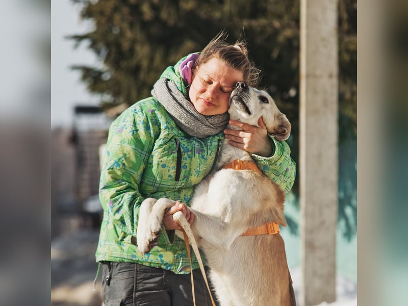 Großer Hund mit großem Herz sucht seine Chance