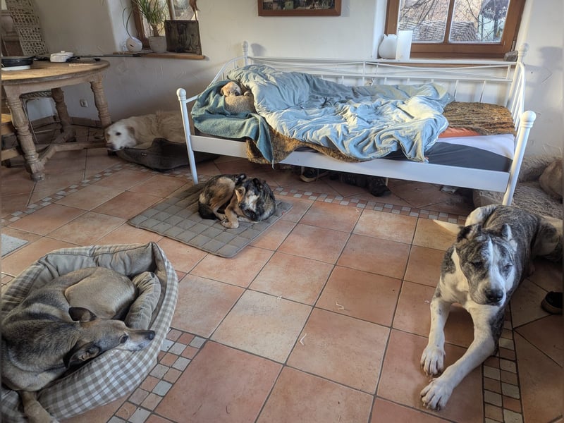 Großer Tierschutzrüde Morris ❤️ (in Aitrang) sucht freundliches Zuhause