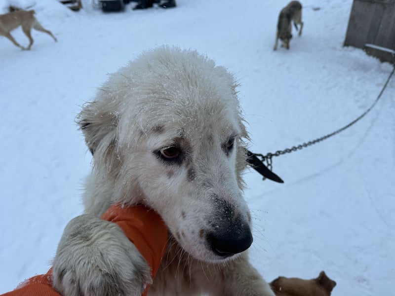 Wunderschöne Hündin Ursa❤️sucht ihre Menschen