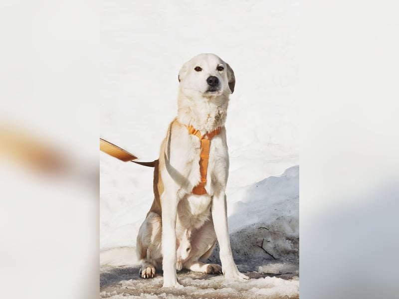 Großer Hund mit großem Herz sucht seine Chance