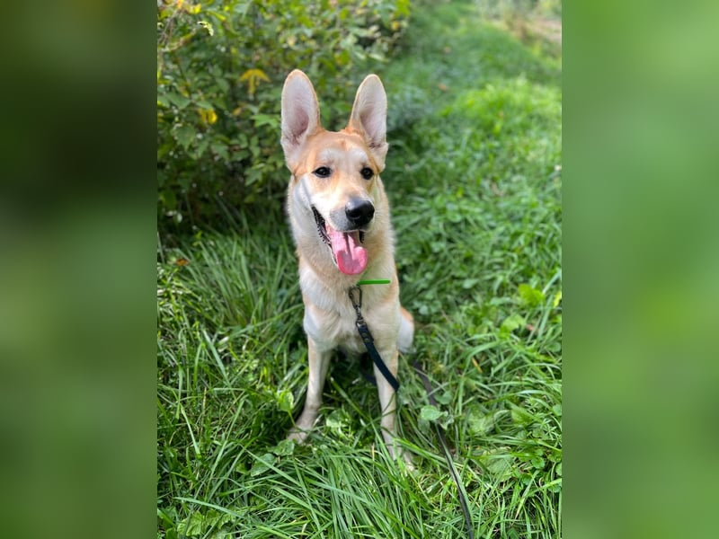 Junger lebensfroher Dukat ❤️ sucht sein Für-immer-Zuhause