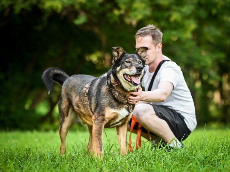 Souveräner Rüde Borman ❤️ mit ruhigem Wesen sucht erfahrenes Zuhause