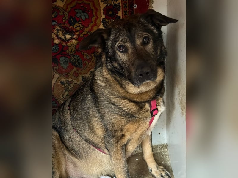 Pupsik ❤️ Sanfter Riese sucht sein Für-immer-Zuhause