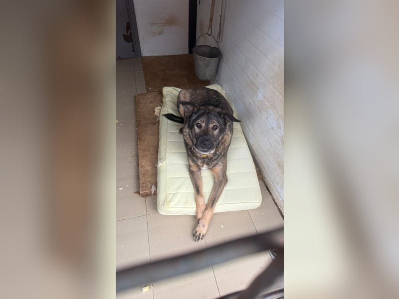 Pupsik ❤️ Sanfter Riese sucht sein Für-immer-Zuhause