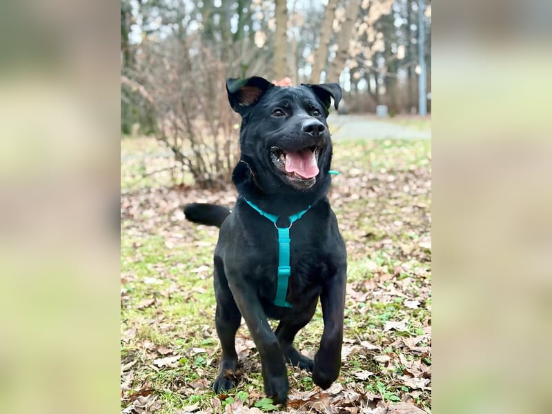 Rash ❤️ Kraftpaket mit großem Herzen sucht aktive Menschen