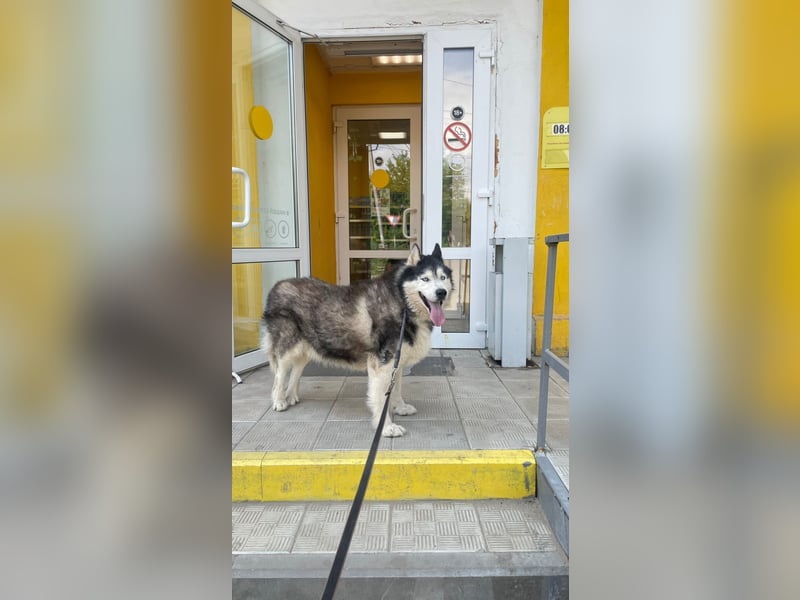 Nord ❤️ ein liebevoller Senior auf der Suche nach seinem Glück