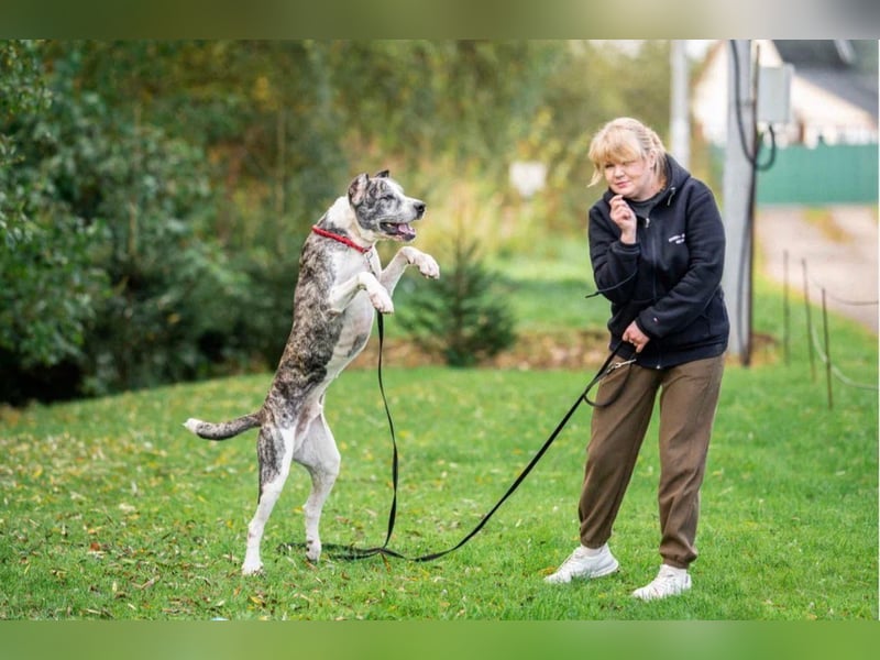 Großer Tierschutzrüde Morris ❤️ (in Aitrang) sucht freundliches Zuhause