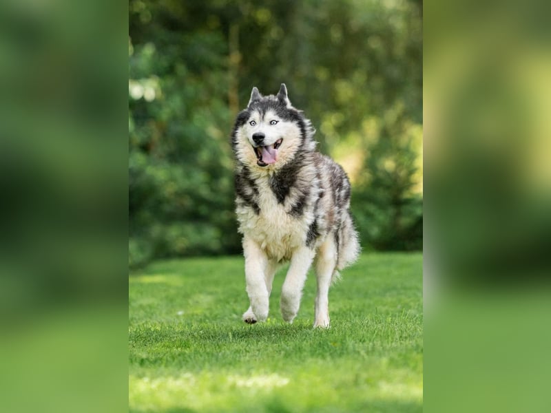 Nord ❤️ ein liebevoller Senior auf der Suche nach seinem Glück