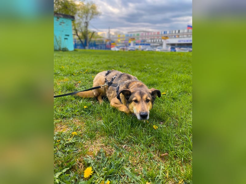 Ruhige Pavelica ❤️ sucht liebevolles Zuhause