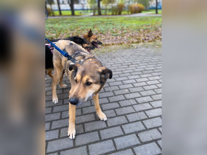 Ruhige Pavelica ❤️ sucht liebevolles Zuhause
