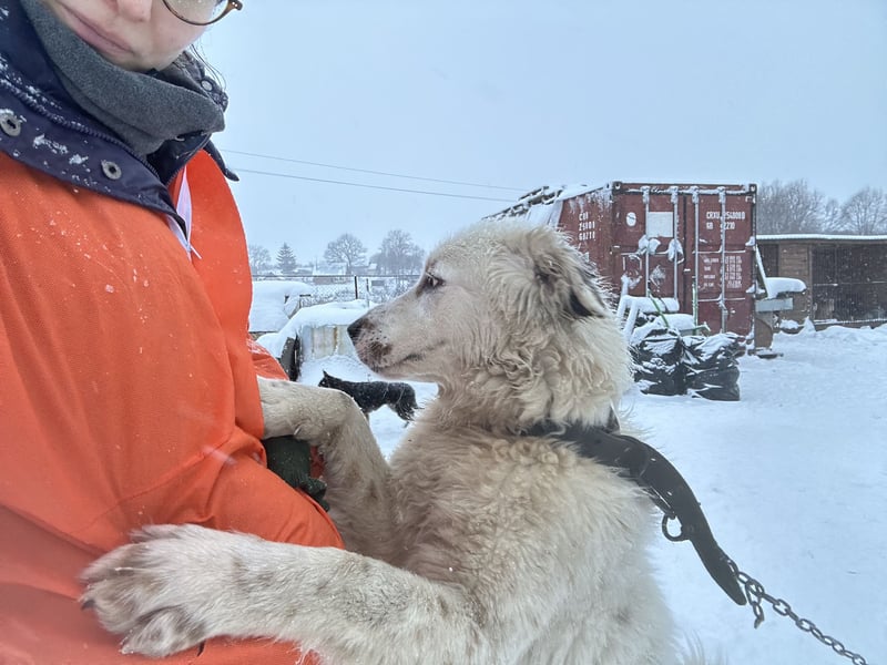 Wunderschöne Hündin Ursa❤️sucht ihre Menschen