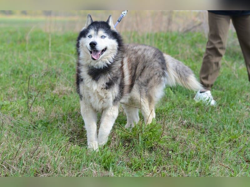 Nord ❤️ ein liebevoller Senior auf der Suche nach seinem Glück