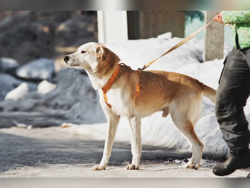 Großer Hund mit großem Herz sucht seine Chance