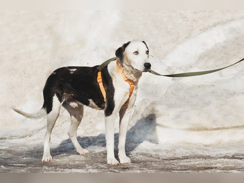 Liebenswerter Pluto ❤️ sucht sein Zuhause