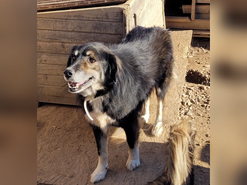 Oldie LION möchte ankommen