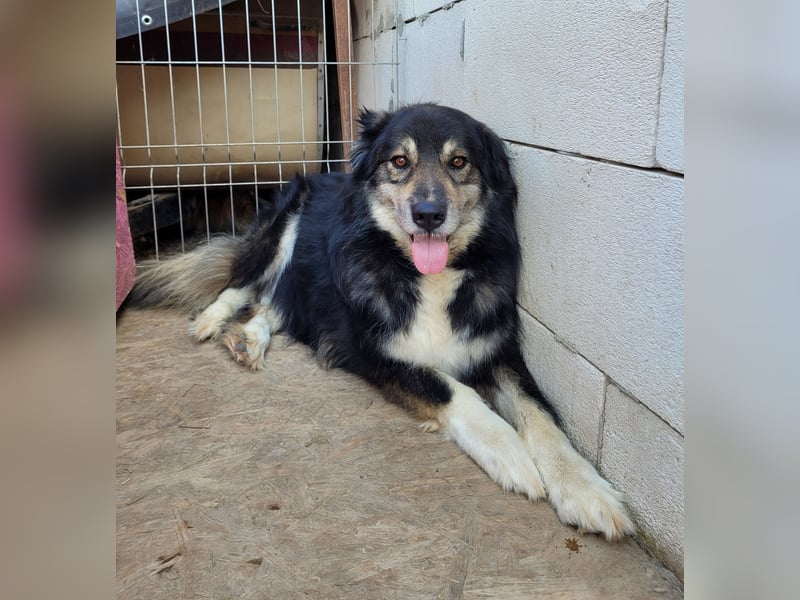 Oldie LION möchte ankommen